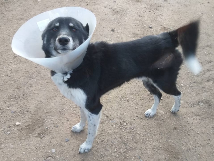 Ветврачи Забайкалья провели срочную операцию собаке, пострадавшей после нападения кабана  